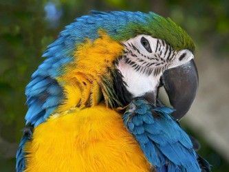 visage du Ara multicolore