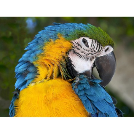 visage du Ara multicolore