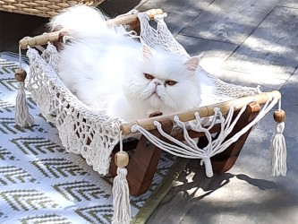 Chat dans un hamac pour chat écru avec support en bois sur une terrasse ensoleillée Chat dans un hamac pour chat écru avec support en bois sur une terrasse ensoleillée
