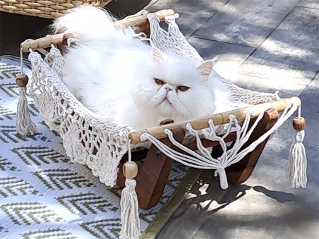 Chat dans un hamac pour chat écru avec support en bois sur une terrasse ensoleillée