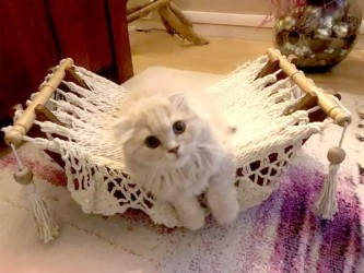 Chat dans un hamac pour chat écru avec support en bois dans une salle décorée