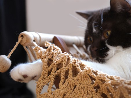 Chat dans un hamac jouant avec un morceau de bois provenant du hamac